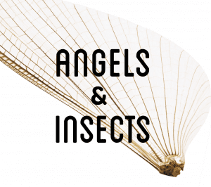 Angels & insects expo